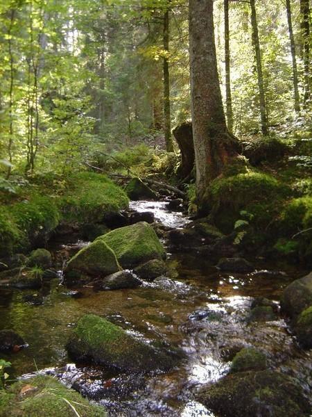 Ferienwohnungen Haus Marlene Kaiser Bernau im Schwarzwald Eksteriør bilde