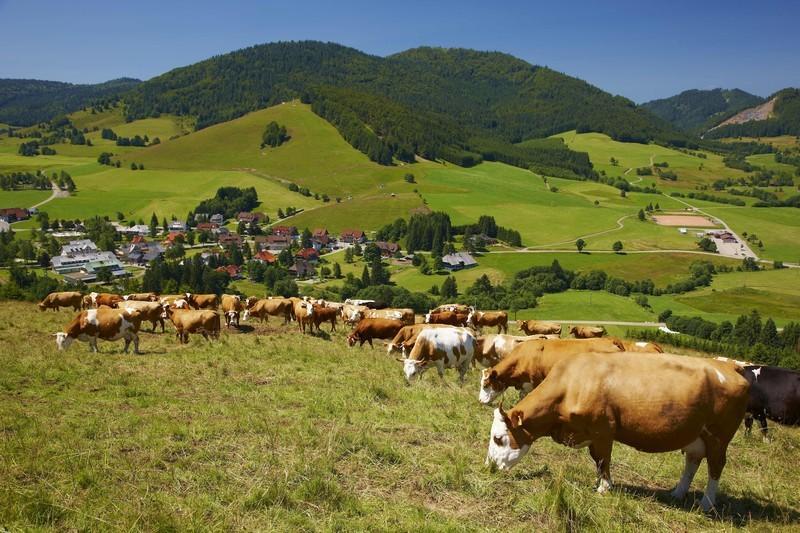 Ferienwohnungen Haus Marlene Kaiser Bernau im Schwarzwald Eksteriør bilde